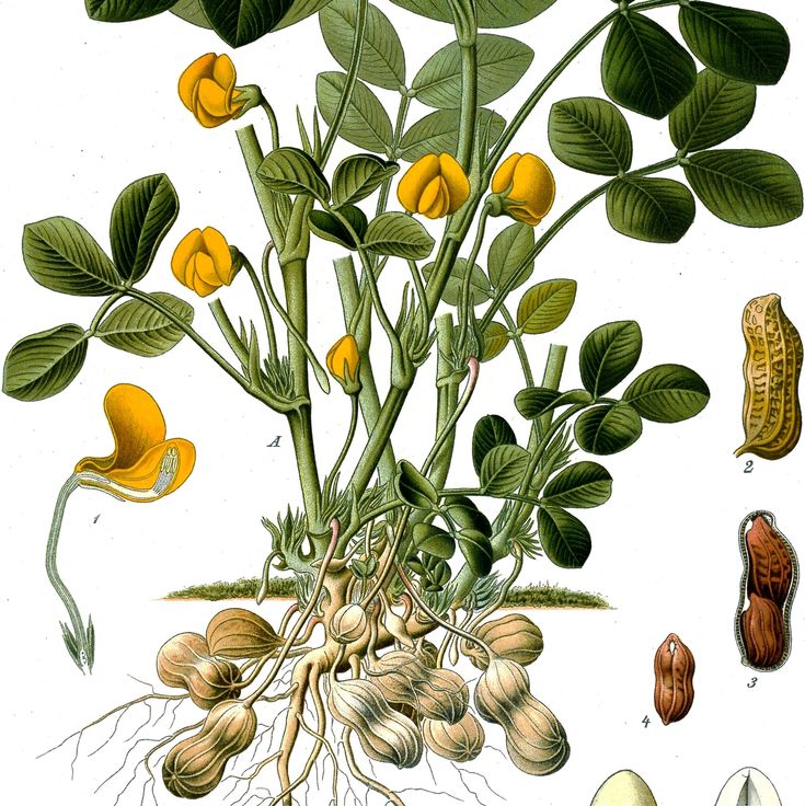 Ground Nut   1 Kg - Image 2