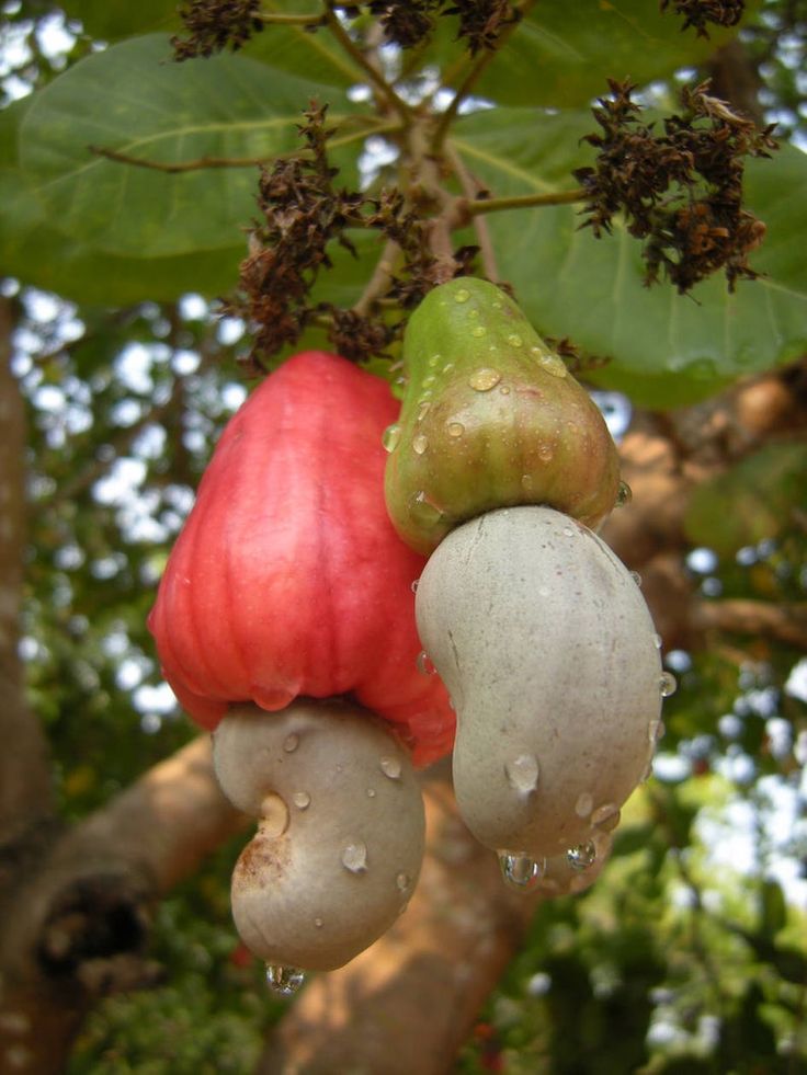 Cashew Nut  10 Rs - Image 3