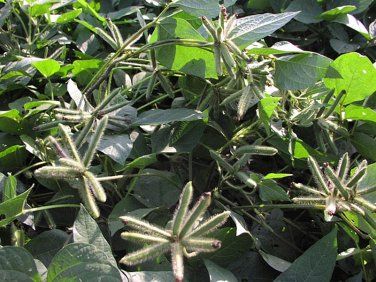 Urad Dal   250 g - Image 4