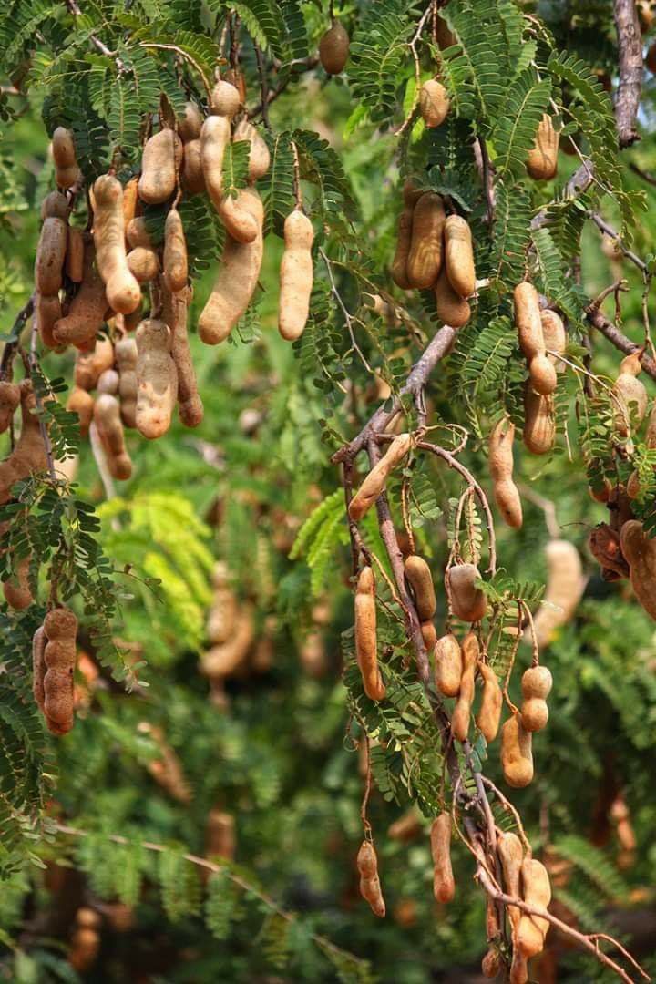 Tamarind 500 g - Image 4